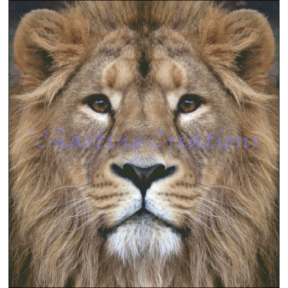 Lion Stare